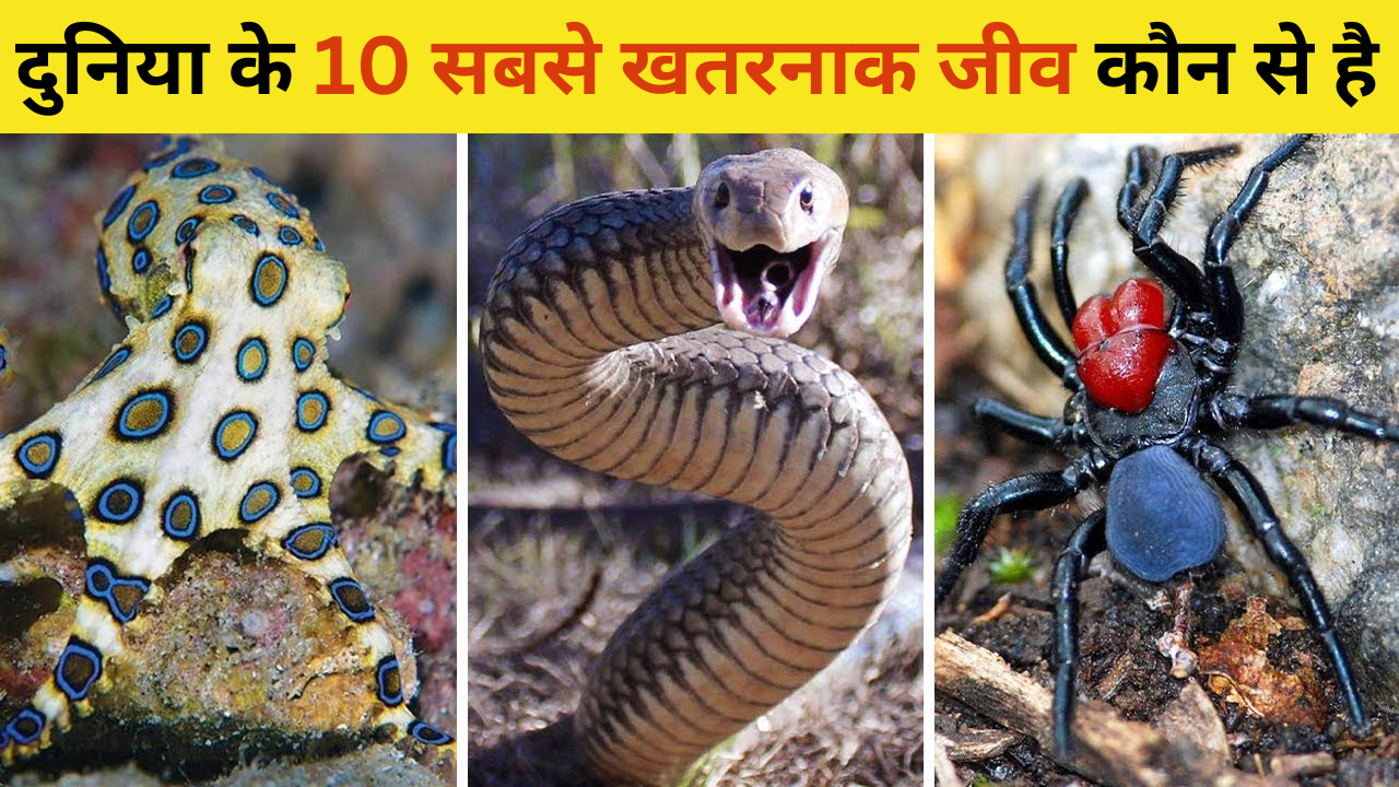 दुनिया के 10 सबसे खतरनाक जीव कौन कौन से है – Khabaribabu